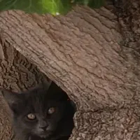 گربه