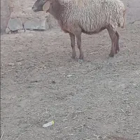 میش بره نر|حیوانات مزرعه|تایباد, |دیوار