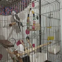 پرنده سخنگو|پرنده|محمدیه-قزوین, |دیوار