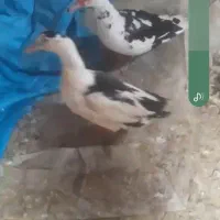 دوعدداوردک نروماده ماده اسرائیلی