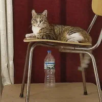 گربه دی اس اچ واگذاری|گربه|محمدشهر, شهرک پیام (مهرالبرز)|دیوار