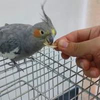 عروس هلندی ماده