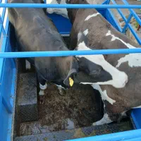 خر.یدف روش تلیسه،نوبر،گاو،گوسال