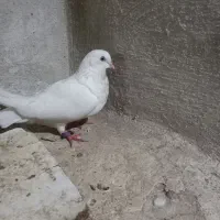 بمبویی نر دمچتری نردوتا کرمانی سرخ جفت نر ماده|پرنده|بندر ماهشهر, |دیوار