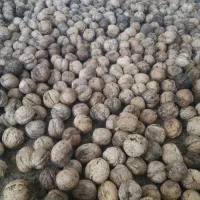 گردو فروشی