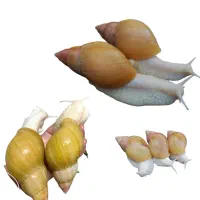 حلزون  آچاتینا