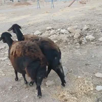 فروش دو راس میش قزل افشار