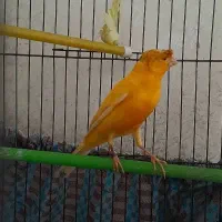 قناری پرتقالی کلکسیونی آنتیک قواره دار خوش رخ|پرنده|شهریار, شهریار|دیوار