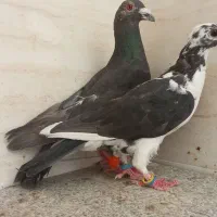 جوجه کفتر نر سینه سفید سرکه ای کوهی