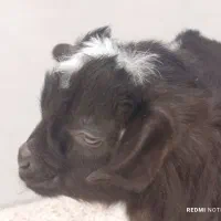 2راس بزغاله نر شیرمست