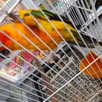 جمع آوری گرینچیک سرلاکی|پرنده|بجنورد, |دیوار