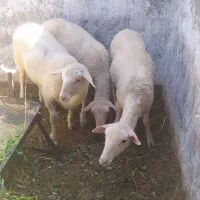 دوعددبره ماده لاکن