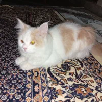 یک عدد گربه پرشین