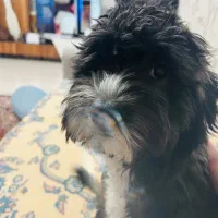 سگ شیتزو تریر|سگ|تهران, خلیج فارس|دیوار