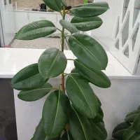 گل گوش فیل|گل و گیاه طبیعی|شاهین دژ, |دیوار