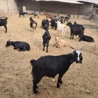 ۲۱راس بز گیسه چبش نر|حیوانات مزرعه|مرودشت, تخت جمشید|دیوار