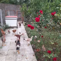 نیمچه مرغ وخروس فروشی