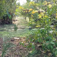 باغچه ۸۰۰ متری