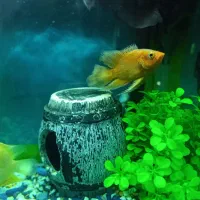 ماهی سورم گلدن و اسکار وارداتی