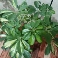 شفلرا طلایی|گل و گیاه طبیعی|ایذه, |دیوار