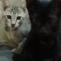 سرپرستی گرفتن گربه