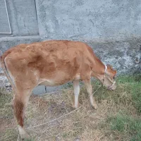 گوساله