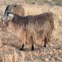 بزسالم ابستن|حیوانات مزرعه|شریف‌آباد, |دیوار