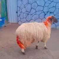 بره قوچی سنجابی اصل