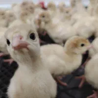 جوجه بوقلمون بیوتی مفت