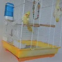 طوطی عروس جفت|پرنده|کوچصفهان, |دیوار