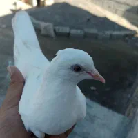 کبوتر به فروش میرسد