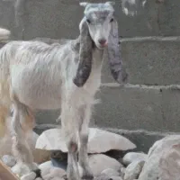 کهره نر|حیوانات مزرعه|بندر کنگان, |دیوار