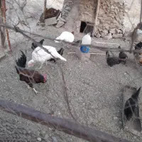 خروس و بو قلمون.سرسفید کربلای|حیوانات مزرعه|رفسنجان, |دیوار