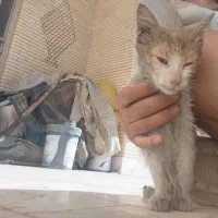 بچه گربه|گربه|سیرجان, |دیوار