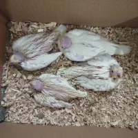 جوجه عروس هلندی...|پرنده|ایرانشهر, |دیوار