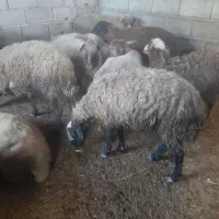 گوسفند بره نر چاق