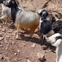 ۲۵ عدد بز چاق جوان