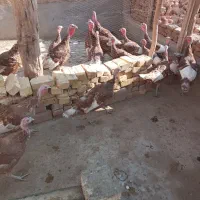 بوقلمون بوربون گوشتی کیلویی ۲۰۰تومن