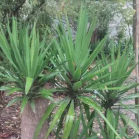 فروش گل یوکا|گل و گیاه طبیعی|زرگرشهر, |دیوار