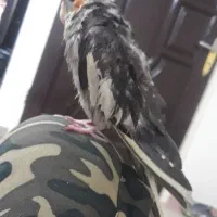 عروس هلندی گم شده