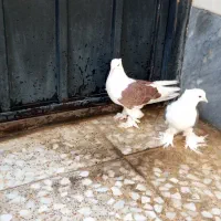 باعرض سلام دوستان عزیز فروش کبوتر