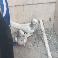 طوقی|پرنده|دهدشت, |دیوار