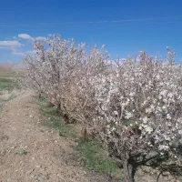 فروش زمین زراعی|فروش زمین و ملک کلنگی|داران, |دیوار