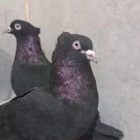 کبوتر زاغ کاکلی نر و ماده. جوجه و مفلق سبز کاکلی