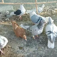 کرمانی والمانی