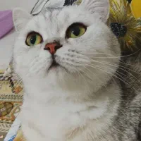 گربه بریتیش سیلور