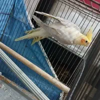 طوطی نر  سالم زیبا