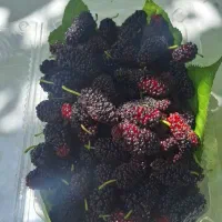 شاه توت ارگانیک