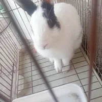 خرگوش|موش و خرگوش|معمولان, |دیوار