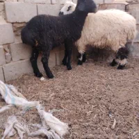 بره نر فروشی